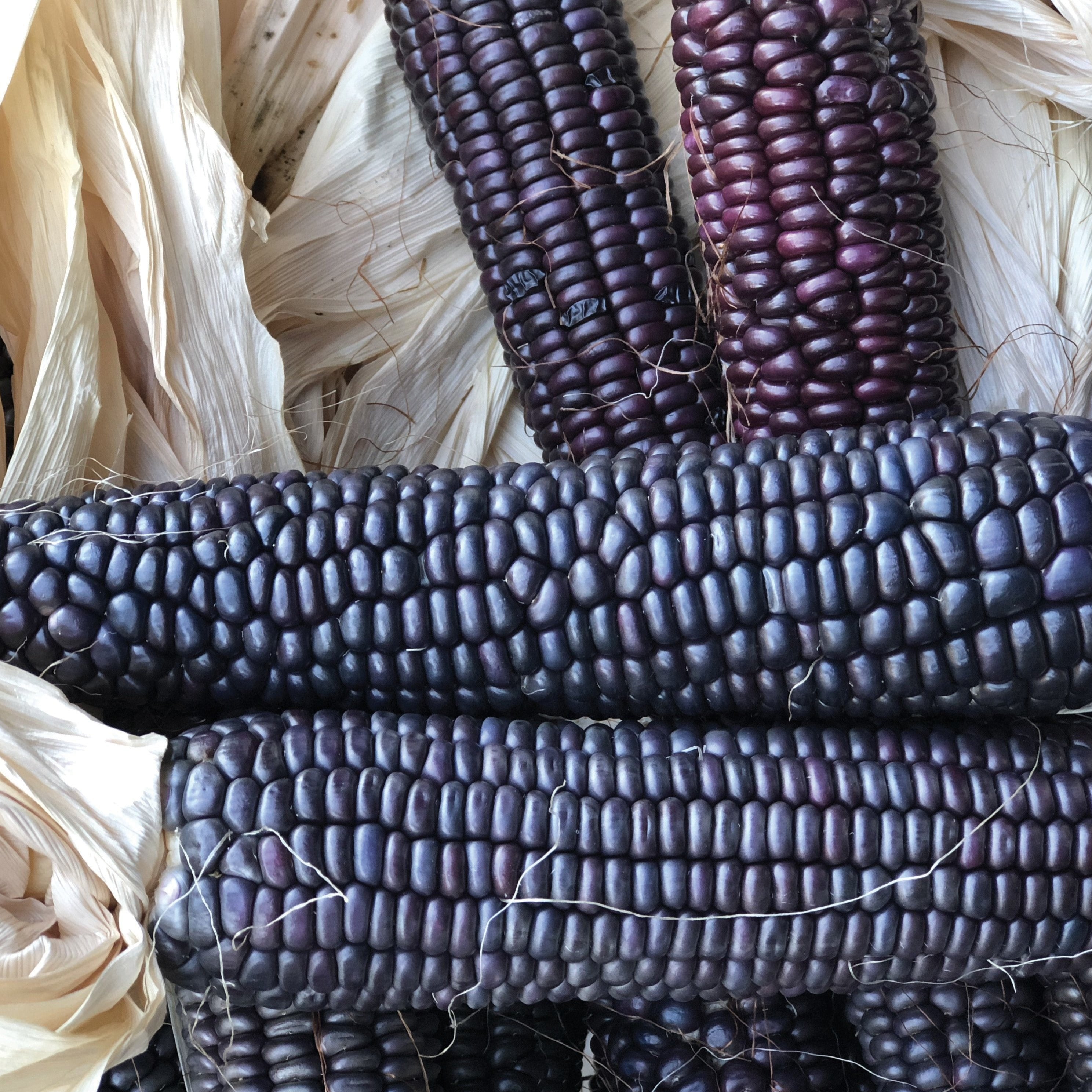 Blue Hopi Corn - Team Grow