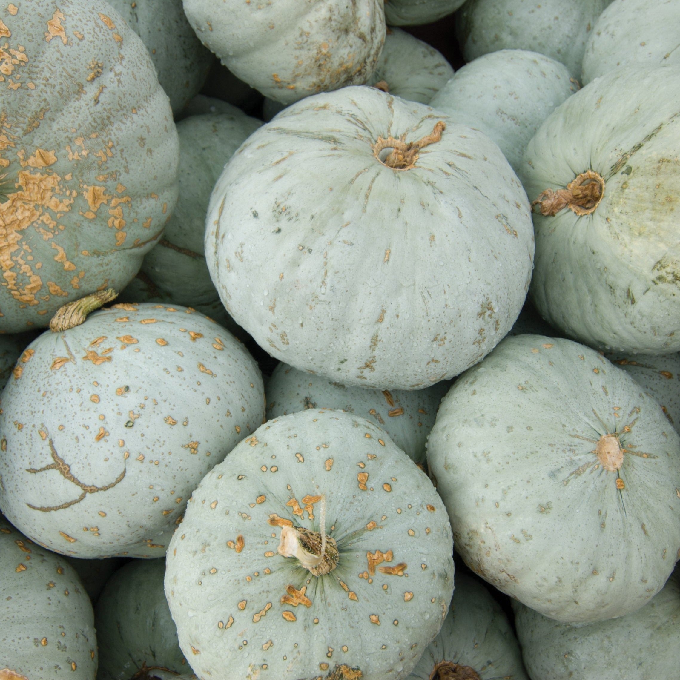 Blue Hubbard Squash - Team Grow