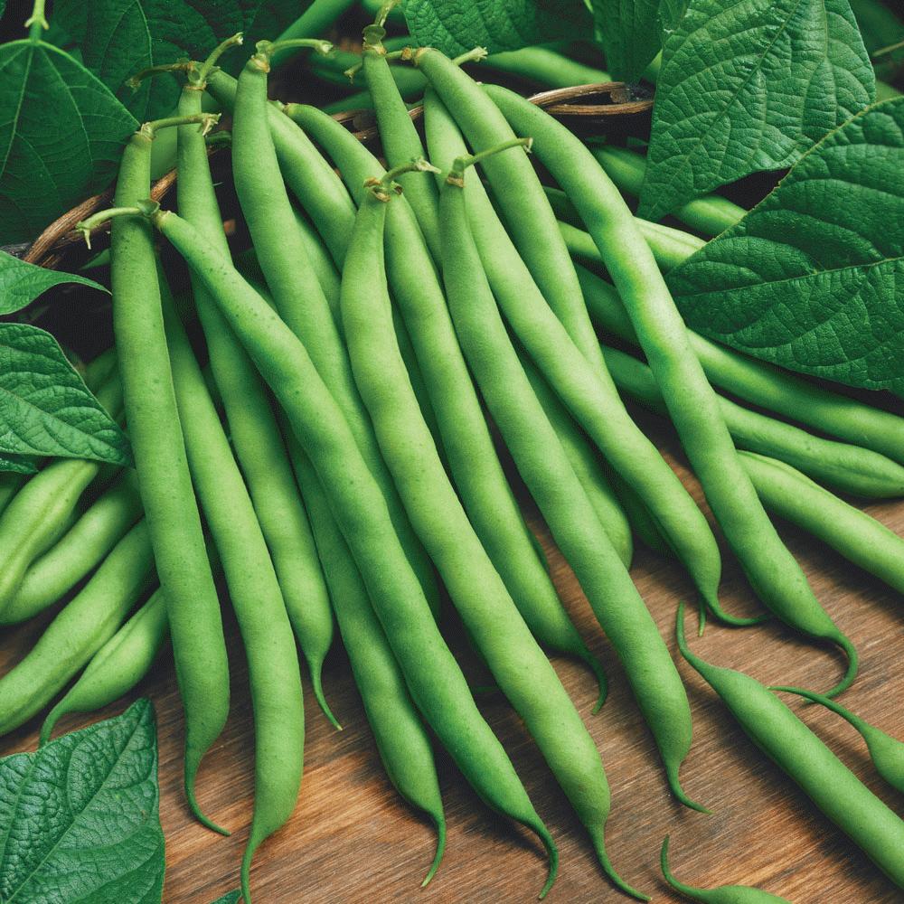 Blue Lake Bush Bean - Team Grow