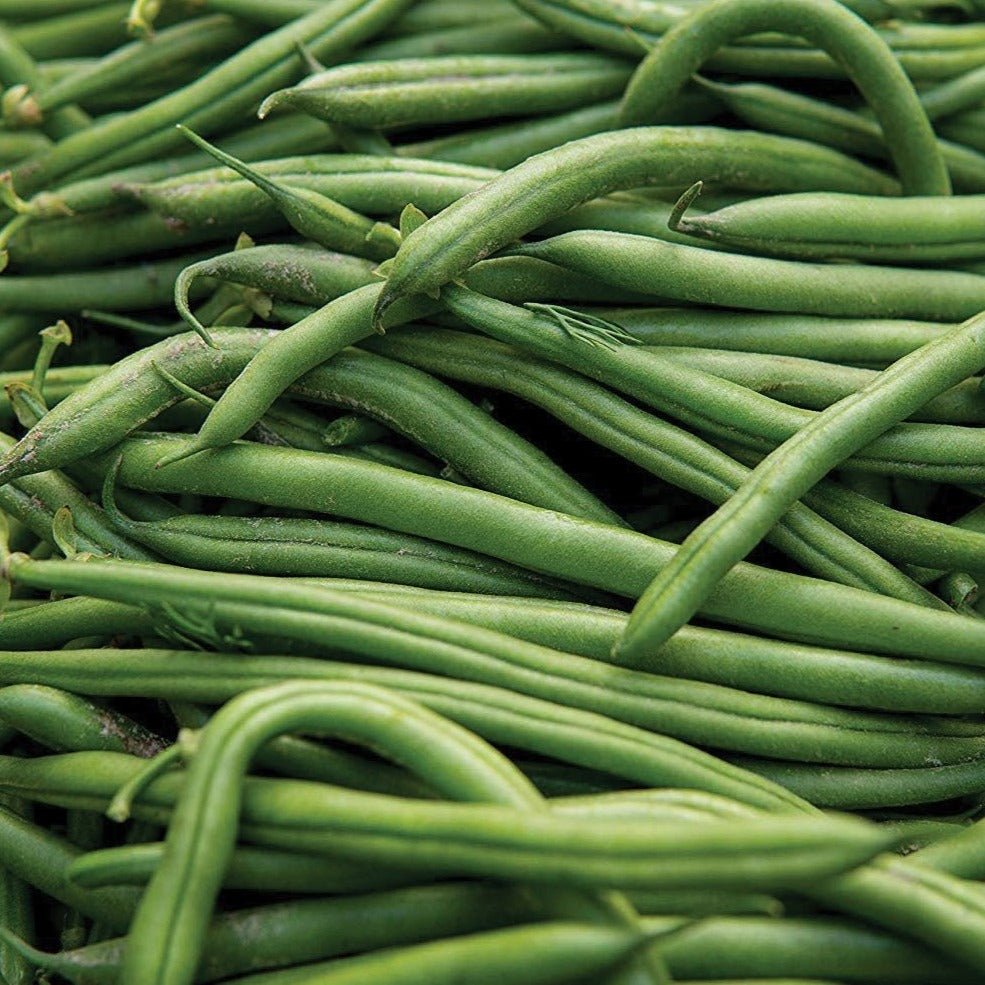 Blue Lake Pole Bean - Team Grow