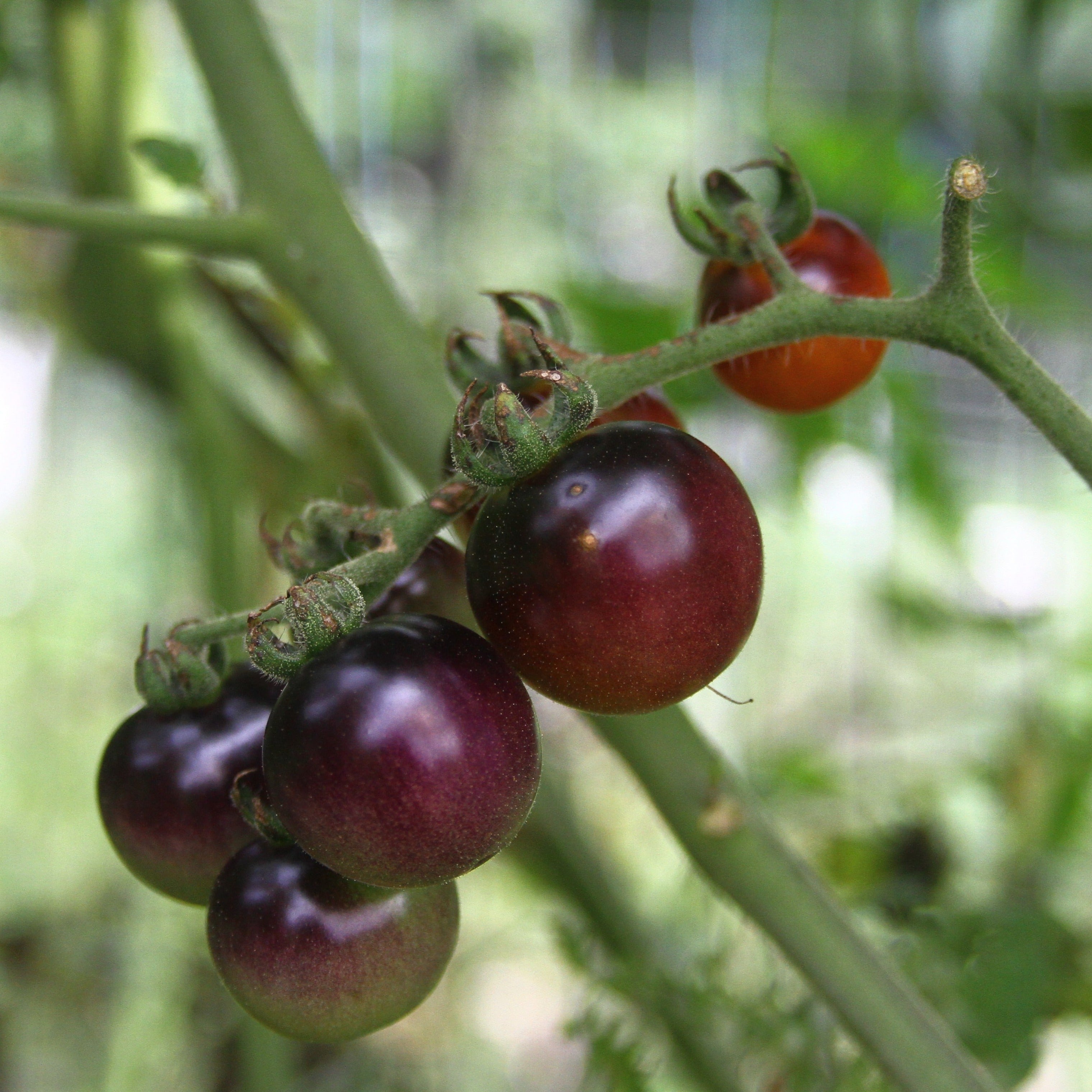 Blueberry Tomato - Team Grow
