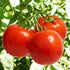 Bonnie Best Tomato - Team Grow