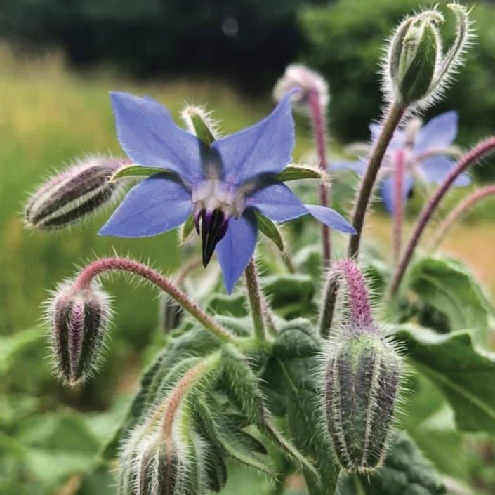 Borage - Team Grow