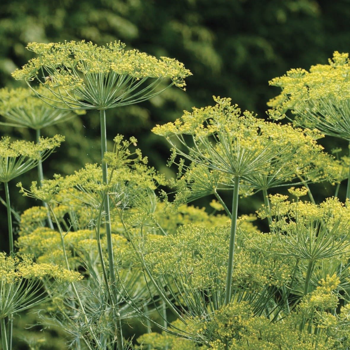 Bouquet Dill - Team Grow
