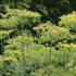 Bouquet Dill - Team Grow
