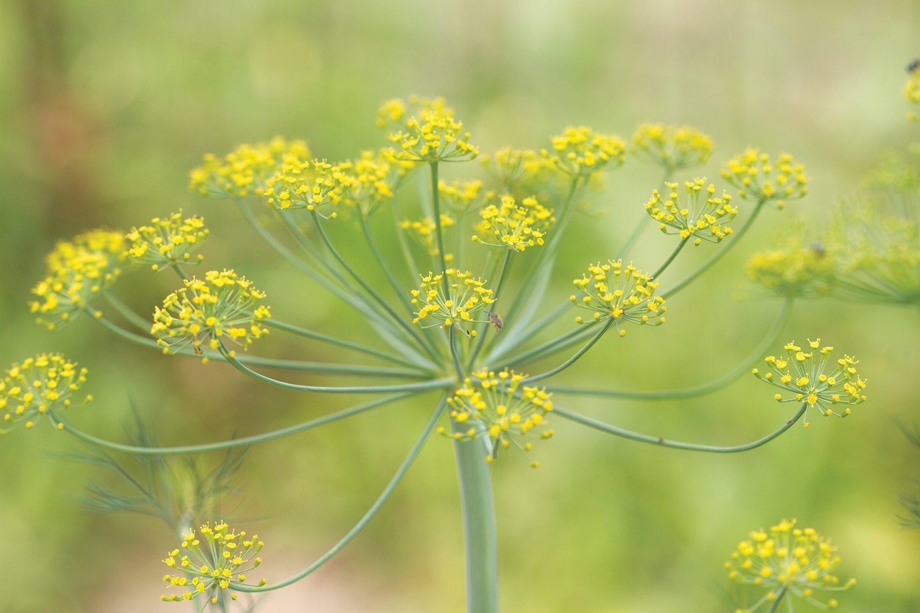 Bouquet Dill - Team Grow