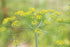 Bouquet Dill - Team Grow