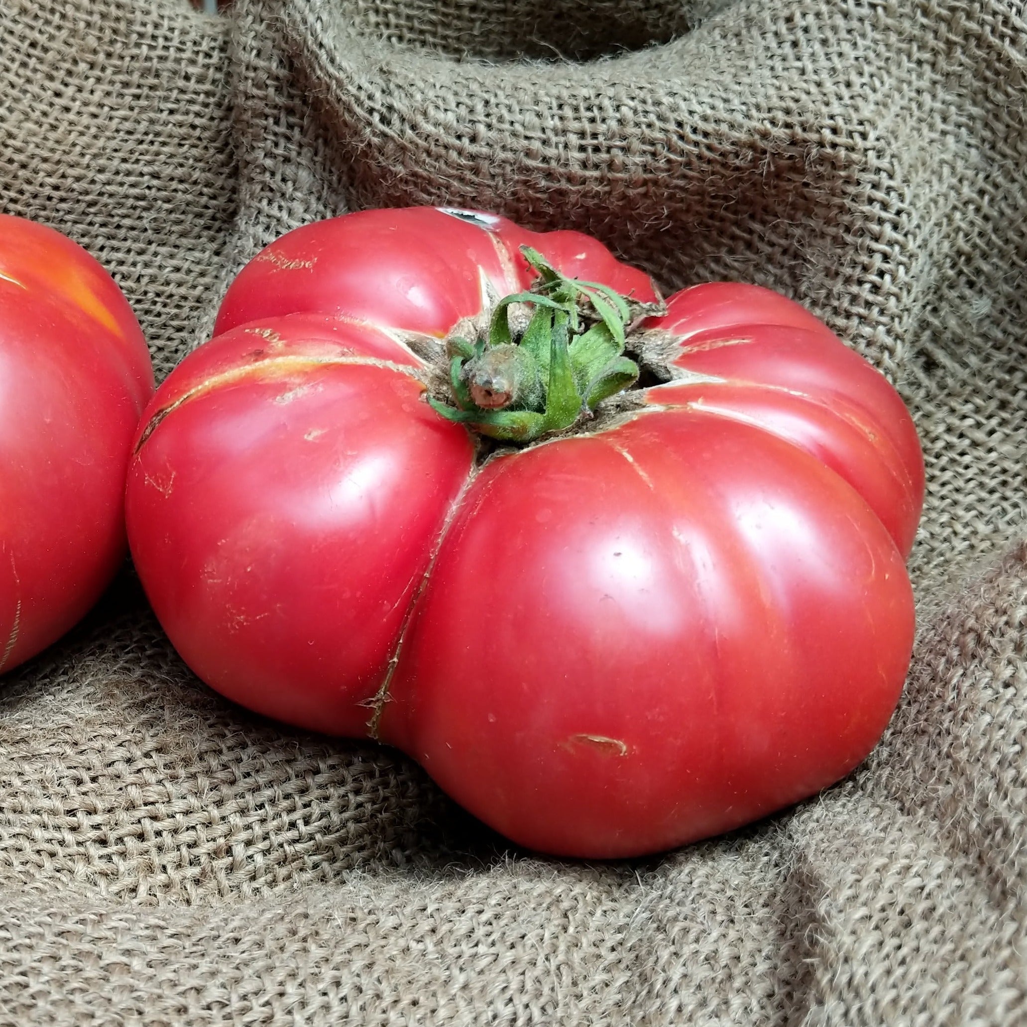 Brandywine Pink Tomato - Team Grow