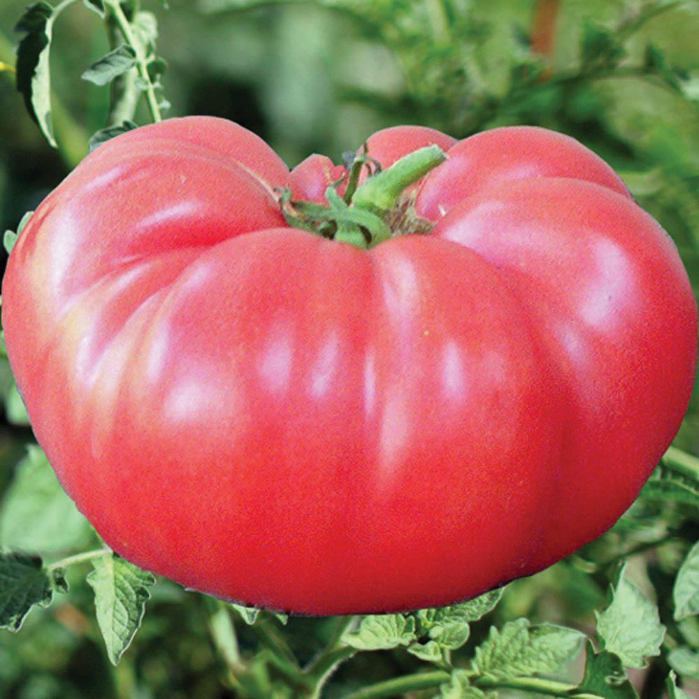 Brandywine Pink Tomato - Team Grow