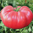 Brandywine Pink Tomato - Team Grow