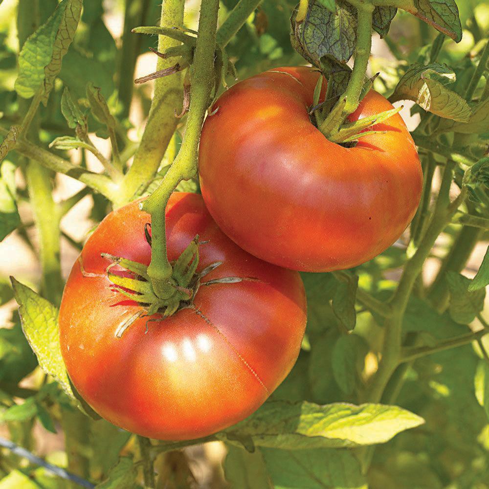 Brandywine Red Tomato - Team Grow