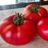 Brandywine Red Tomato - Team Grow