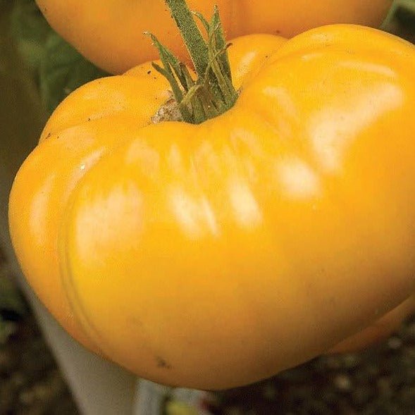 Brandywine Yellow Tomato - Team Grow