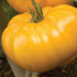 Brandywine Yellow Tomato - Team Grow