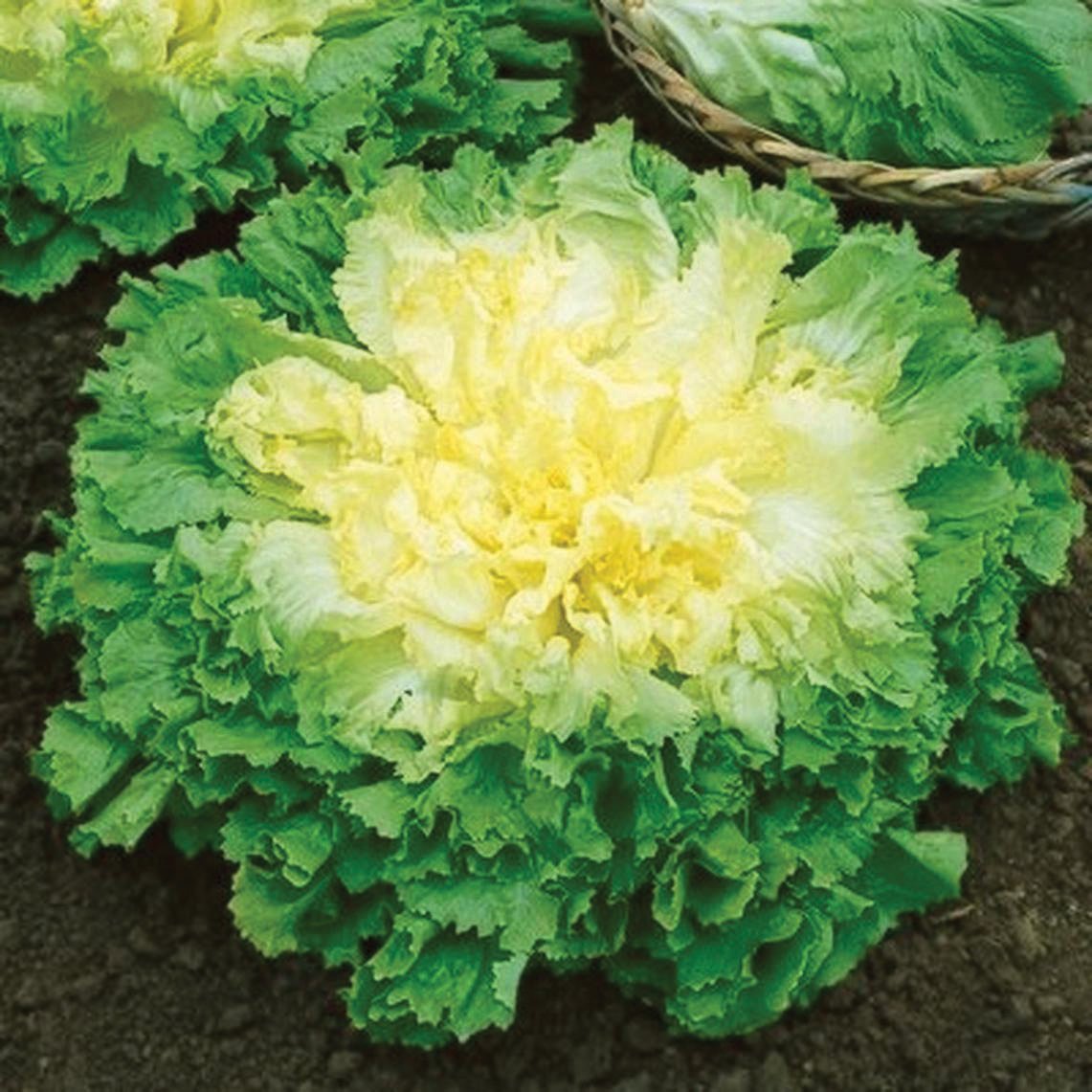 Broad Leaf Batavian Endive - Team Grow