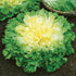Broad Leaf Batavian Endive - Team Grow