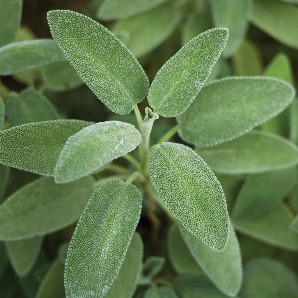 Broad Leaved Sage - Team Grow