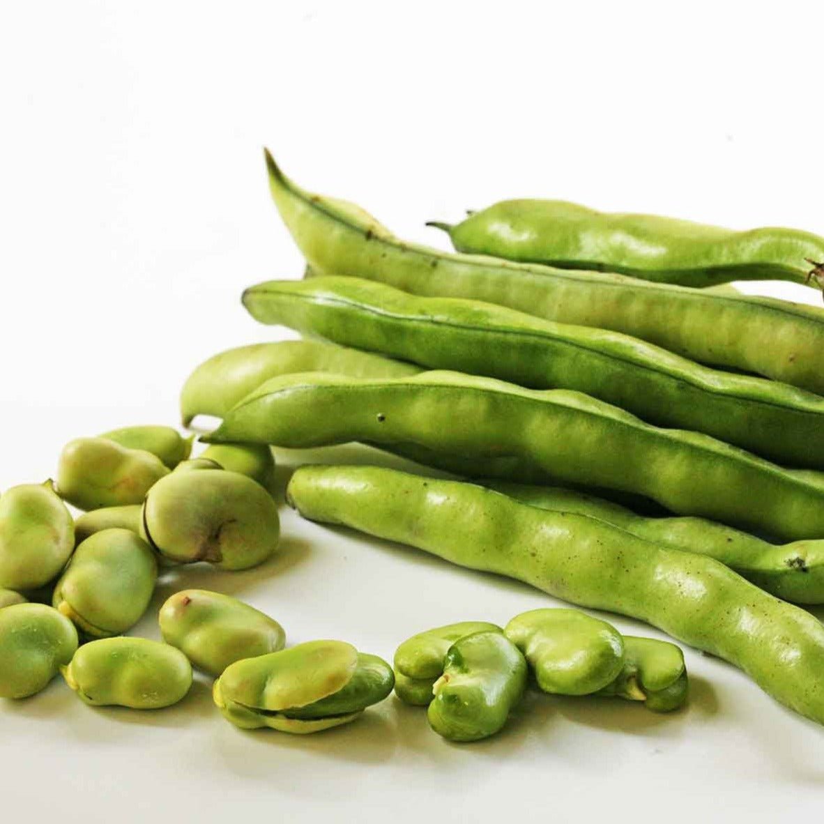 Broad Windsor Fava Bean (Bush) - Team Grow