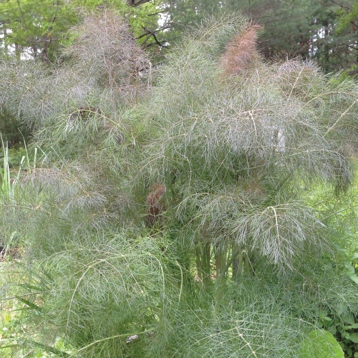 Bronze Leaf Fennel - Team Grow