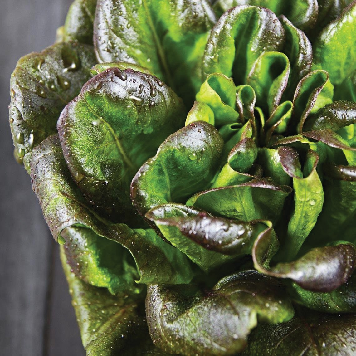 Bronze Mignonette Lettuce - Team Grow