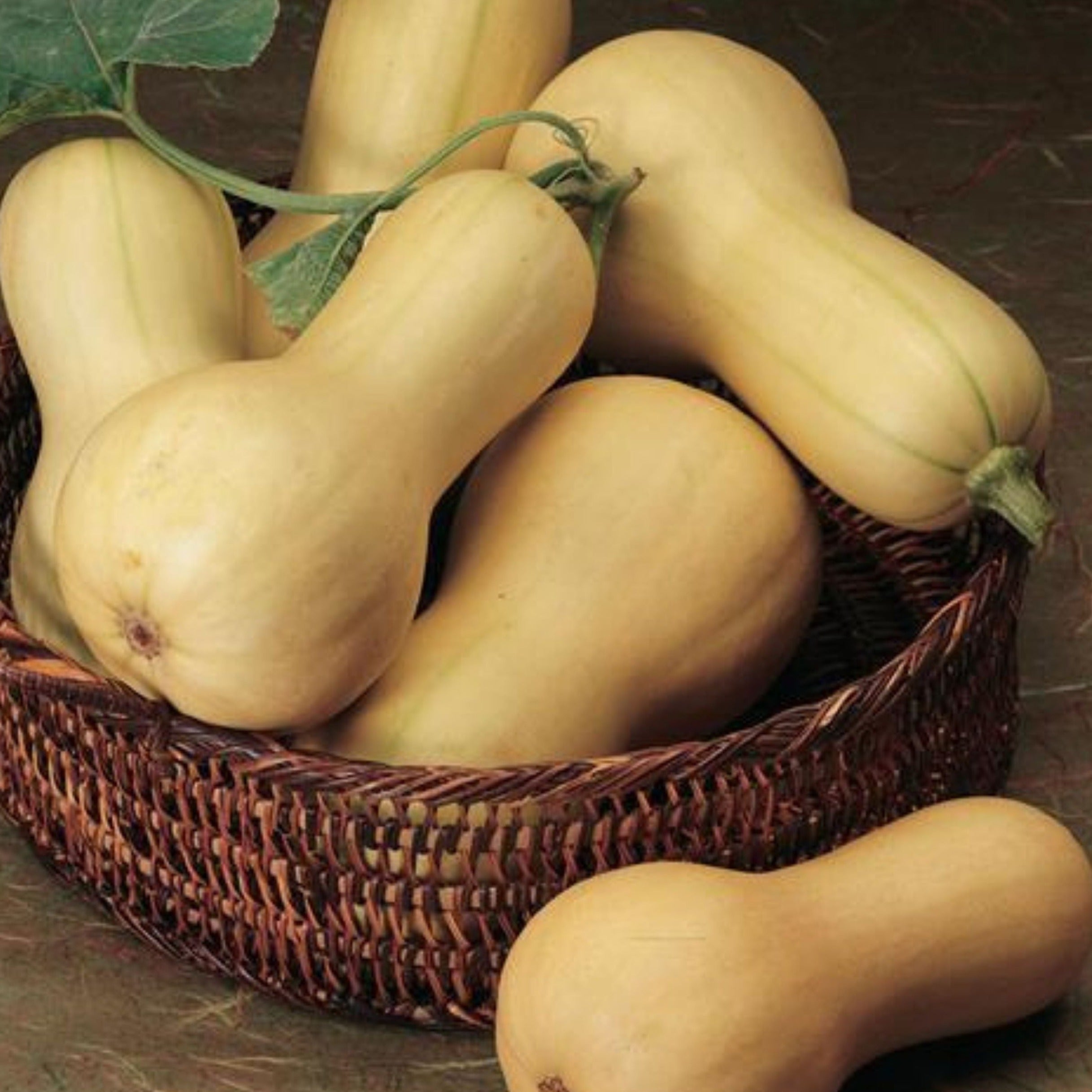 Butterbush Squash - Team Grow