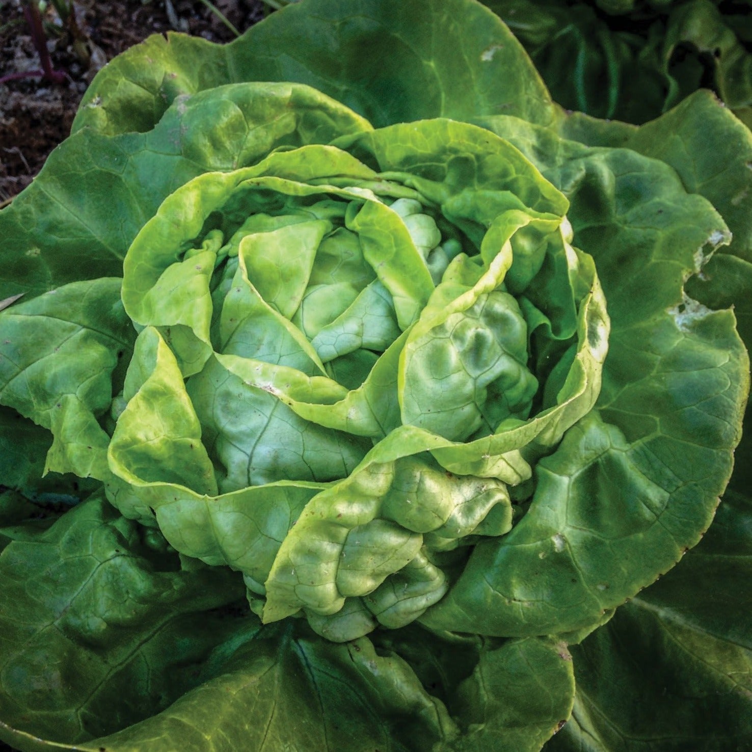 Buttercrunch Lettuce - Team Grow