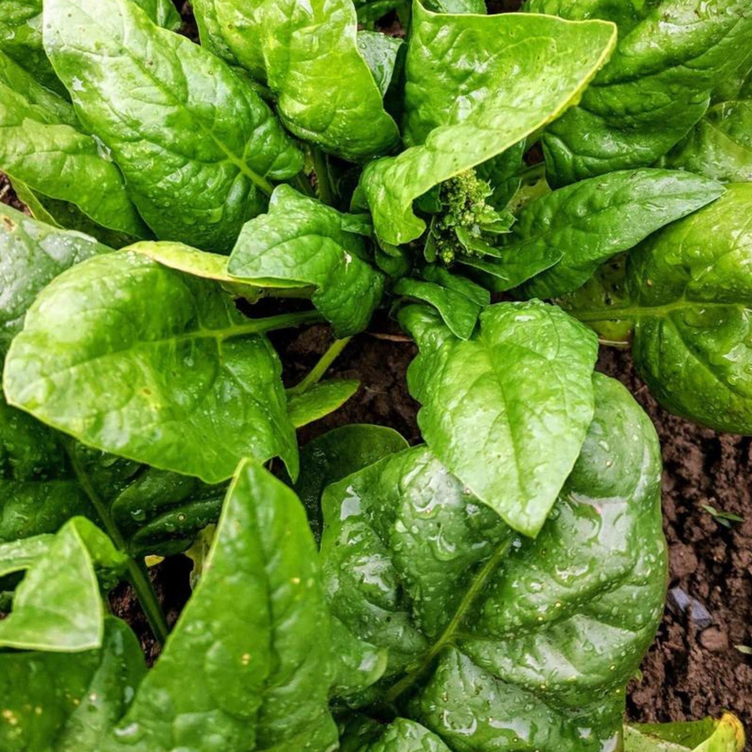 Butterflay Spinach - Team Grow