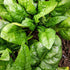 Butterflay Spinach - Team Grow