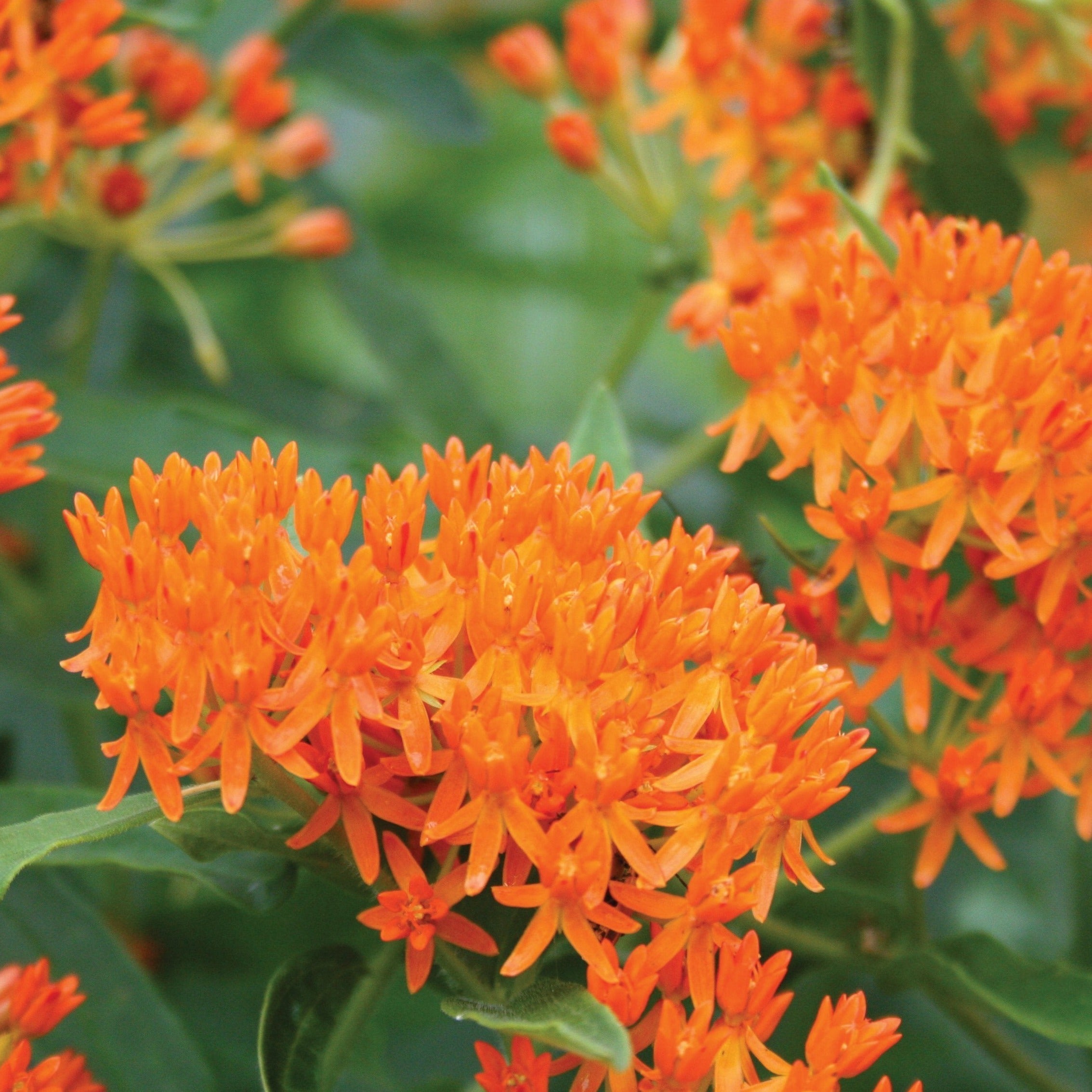 Butterfly Milkweed - Team Grow