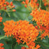 Butterfly Milkweed - Team Grow