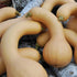 Butterneck Squash - Team Grow