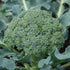 Calabrese Broccoli - Team Grow