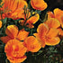 California Poppy - Team Grow