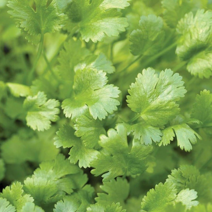 Calypso Cilantro - Team Grow