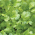 Calypso Cilantro - Team Grow