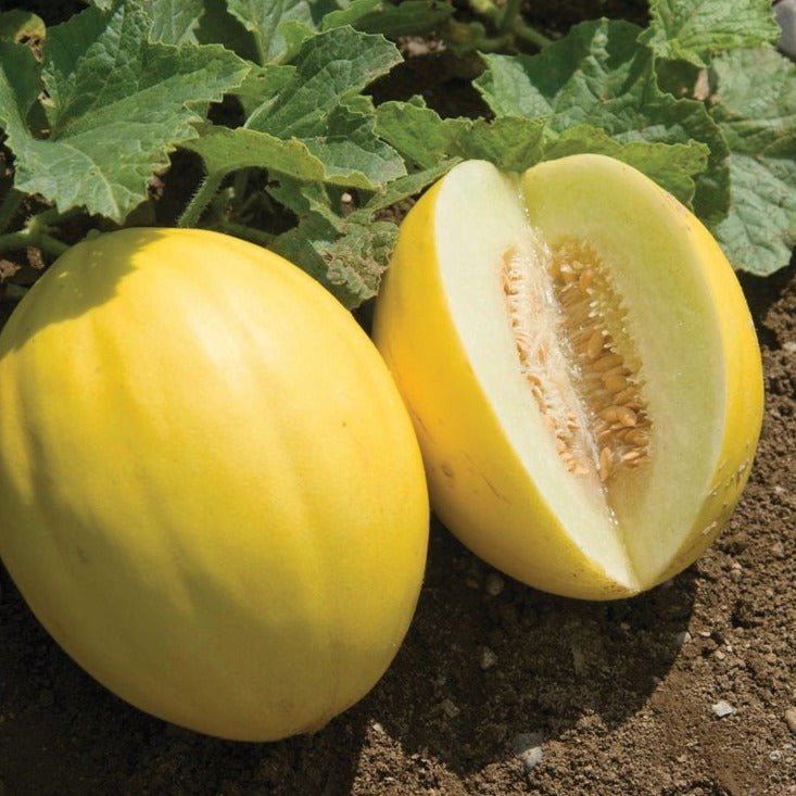 Canary Yellow Melon - Team Grow