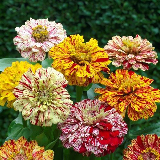 Candy Stripe Zinnia - Team Grow