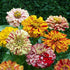 Candy Stripe Zinnia - Team Grow