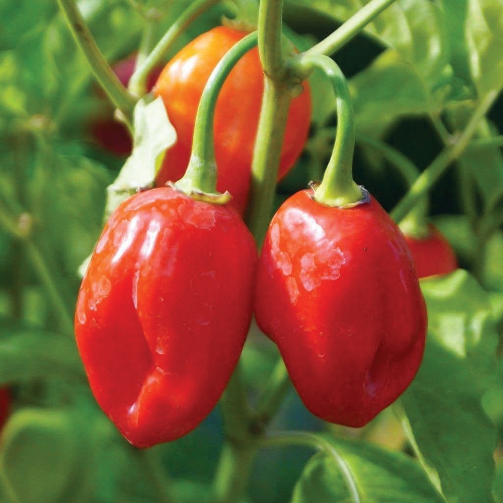 Caribbean Red Habanero Pepper - Team Grow