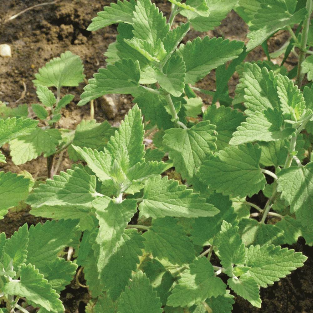 Catnip Seeds - Team Grow