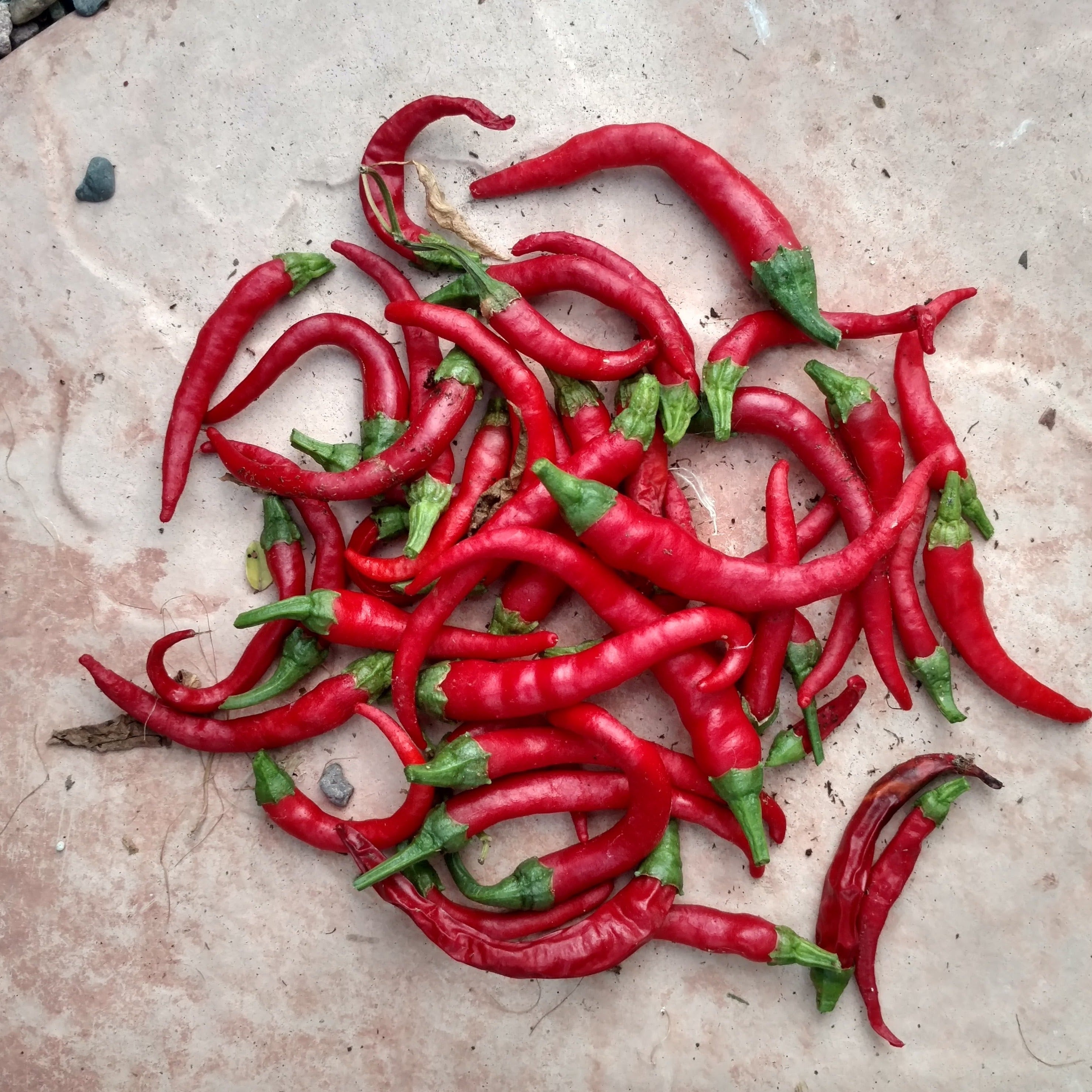 Cayenne Long Slim Pepper - Team Grow