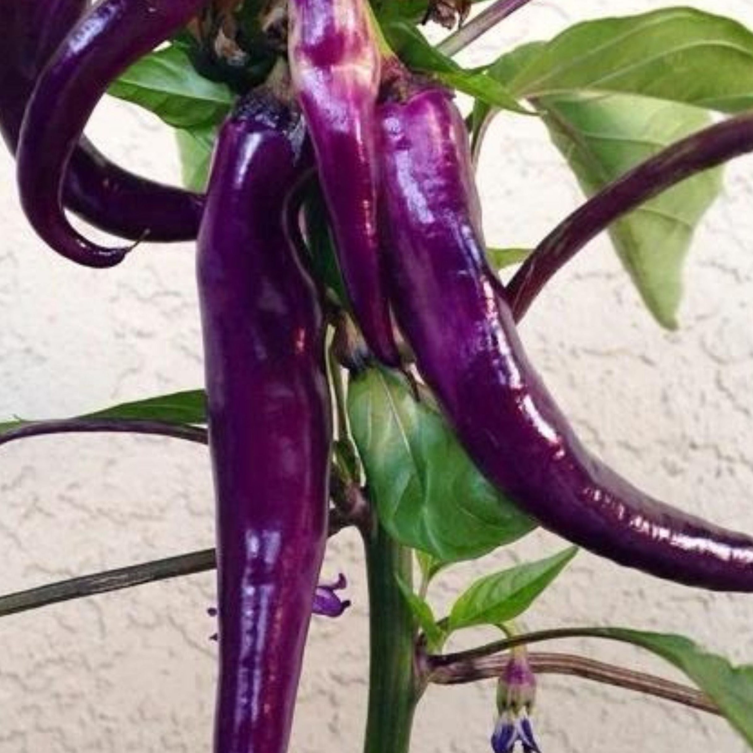 Cayenne Purple Pepper - Team Grow