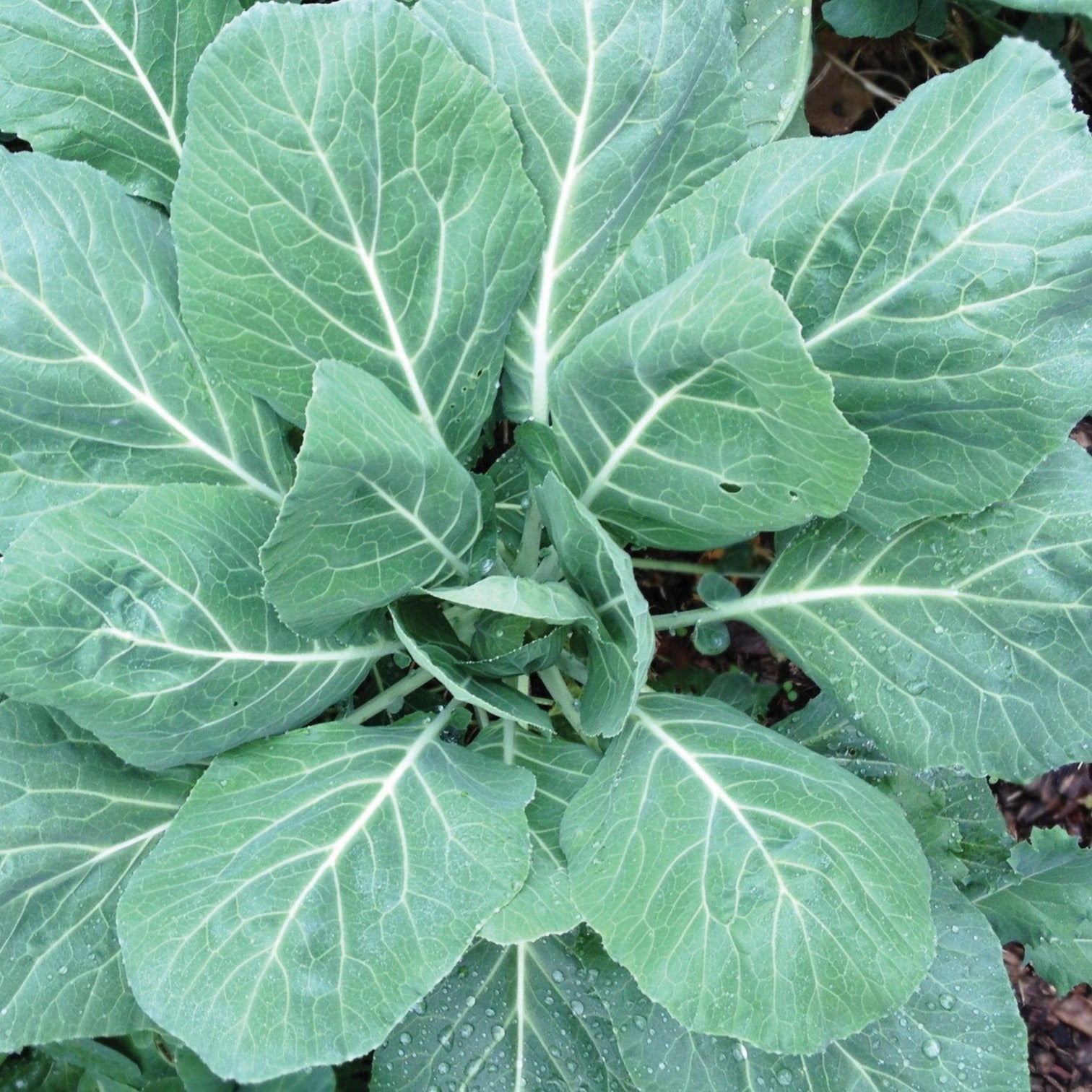 Champion Collards - Team Grow