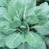 Champion Collards - Team Grow