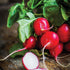 Cherry Belle Radish - Team Grow