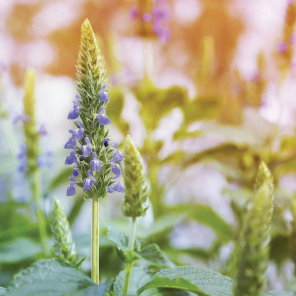 Chia – Team Grow