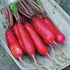 China Rose Radish - Team Grow