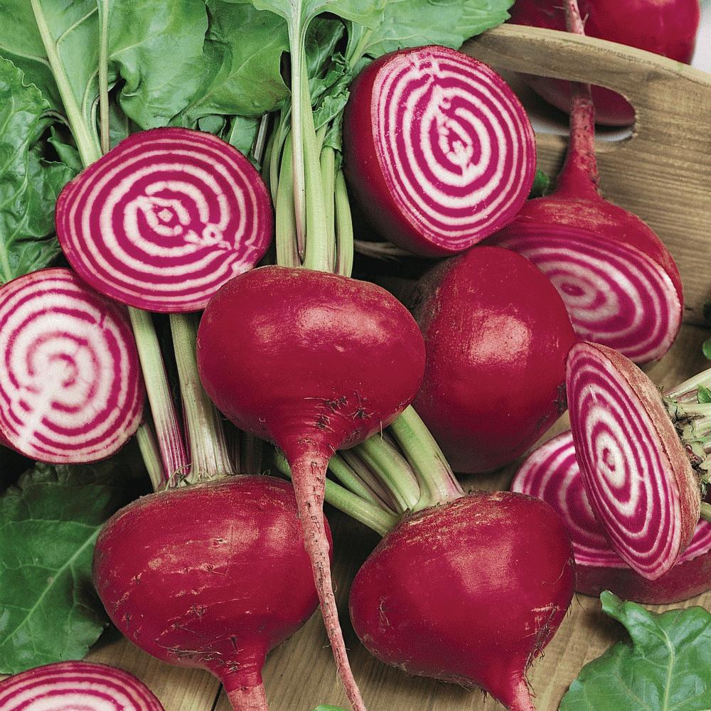 Chioggia Beet - Team Grow