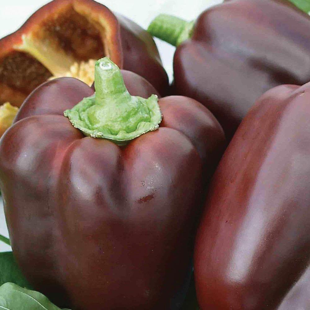 Chocolate Beauty Bell Pepper - Team Grow