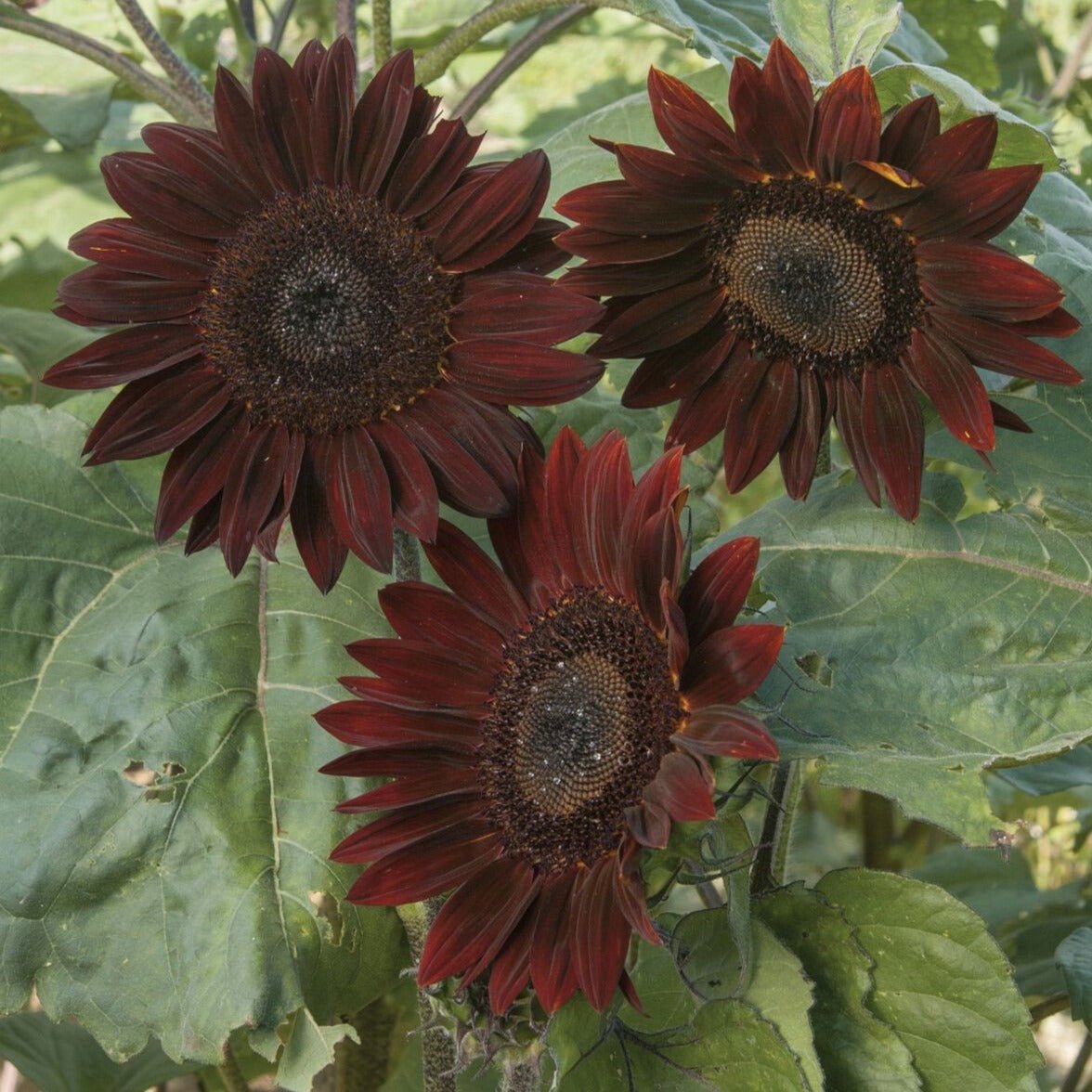 Chocolate Cherry Sunflower - Team Grow